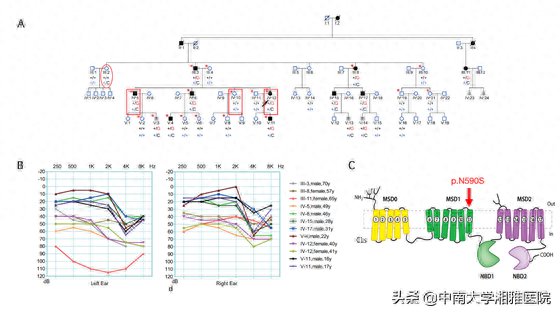 中南大学湘雅医院冯永教授团队发现新致聋基因