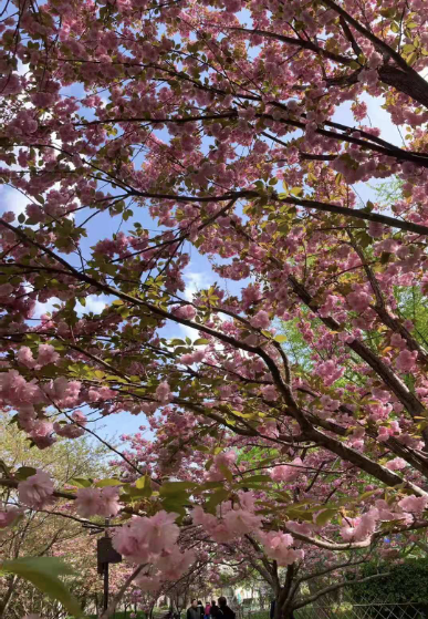 南开大学博士称，结业没有毕业证学位证，是无法考研的，建议留级